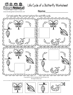 Life Cycle of a Butterfly Worksheet