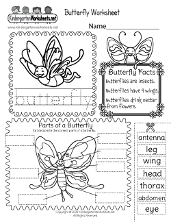 Parts of a Butterfly Worksheet