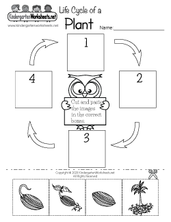 Life Cycle of a Plant Worksheet