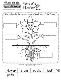 Parts of a Flower Worksheet