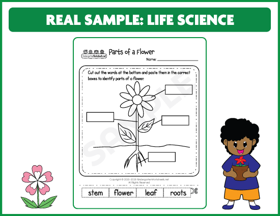 Actual Parts of a Flower worksheet showing a flower with labels and cut-and-paste words