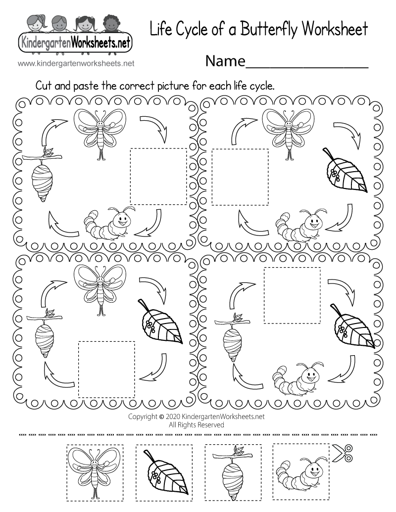 Kindergarten Life Cycle of a Butterfly Worksheet Printable