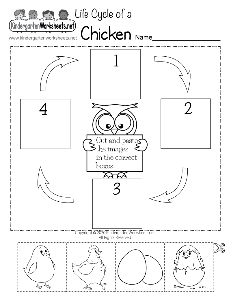 Kindergarten Life Cycle of a Chicken Worksheet Printable