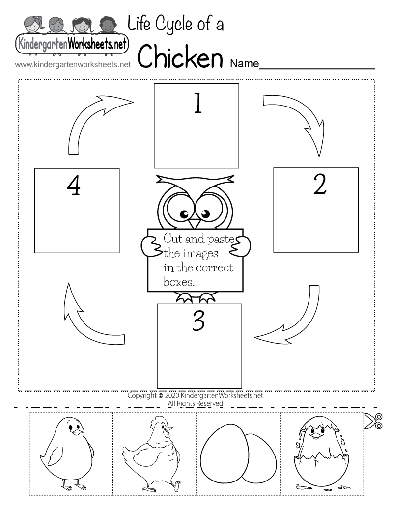 free-printable-life-cycle-of-a-chicken-worksheet-printable-templates