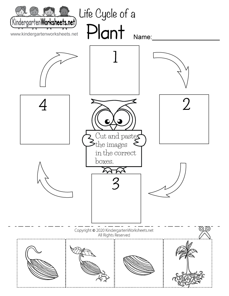 Kindergarten Life Cycle of a Plant Worksheet Printable