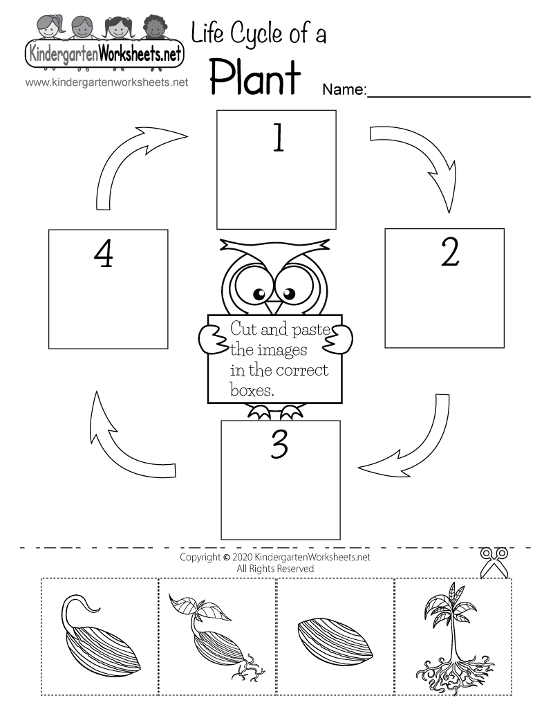 very-useful-flower-life-cycle-preschool-plants-life-cycle-activities