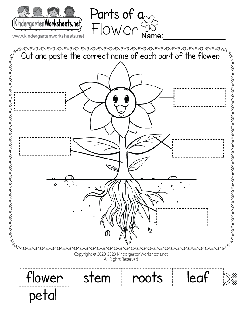Kindergarten Parts of a Flower Worksheet Printable
